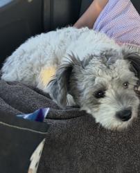 Lost Male Dog last seen Ben, Maddox and Houston, Visalia, CA 93292