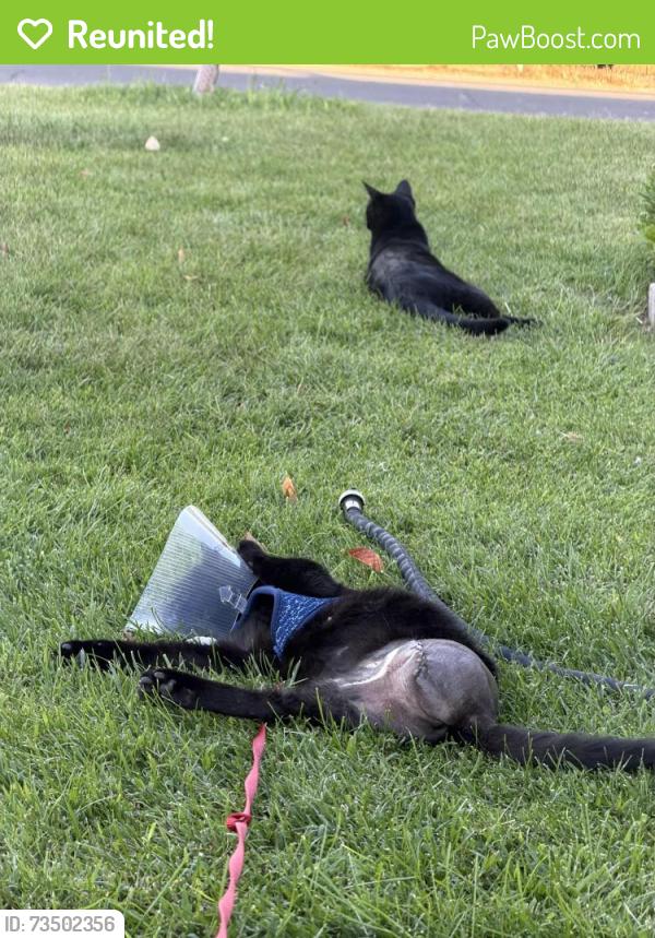 Reunited Female Cat last seen Chestnut, Winton, CA 95388