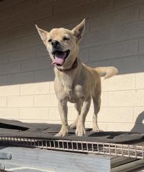 Reunited Male Dog last seen 36st and Sheridan, Phoenix, AZ 85008
