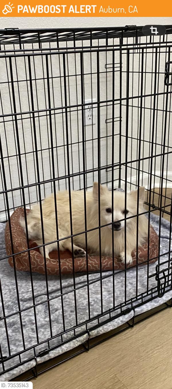 Found/Stray Male Dog last seen Richardson, Auburn, CA 95603