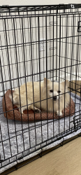 Found/Stray Male Dog last seen Richardson, Auburn, CA 95603