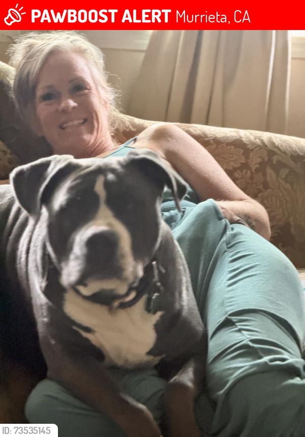 Lost Male Dog last seen Poinsettia & Salvia, Murrieta, CA 92563