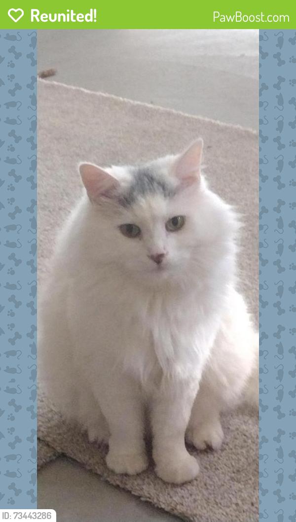 Reunited Male Cat last seen Hampton, Boise, ID 83704