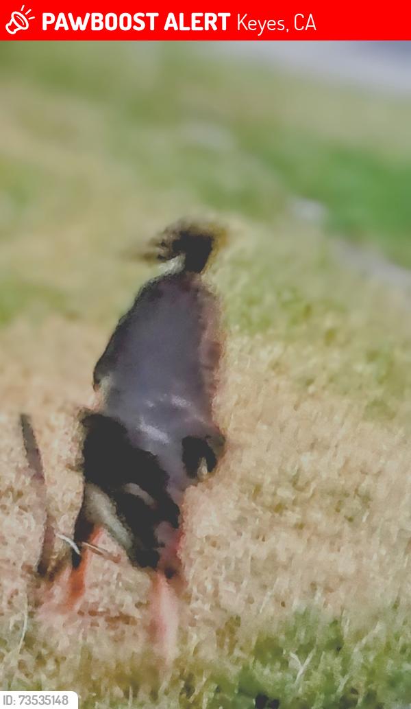 Lost Female Dog last seen Lucinda, Keyes, CA 95328