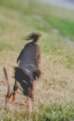 Lost Female Dog last seen Lucinda, Keyes, CA 95328