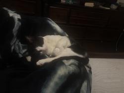 Reunited Male Cat last seen Sumner ave and 13th st, Kansas City, KS 66102