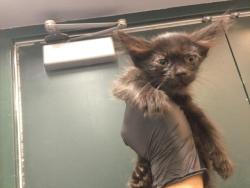 Shelter Stray Male Cat last seen Near BLOCK AVENIDA VALDEZ, CATHEDRAL CITY CA 92234, 72050 Pet Land Pl, Thousand Palms, CA 92276, USA