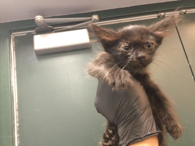 Shelter Stray Male Cat last seen Near BLOCK AVENIDA VALDEZ, CATHEDRAL CITY CA 92234, 72050 Pet Land Pl, Thousand Palms, CA 92276, USA