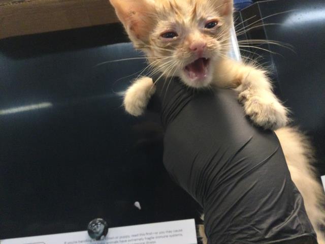 Shelter Stray Male Cat last seen Near BLOCK AVENIDA VALDEZ, CATHEDRAL CITY CA 92234, 72050 Pet Land Pl, Thousand Palms, CA 92276, USA