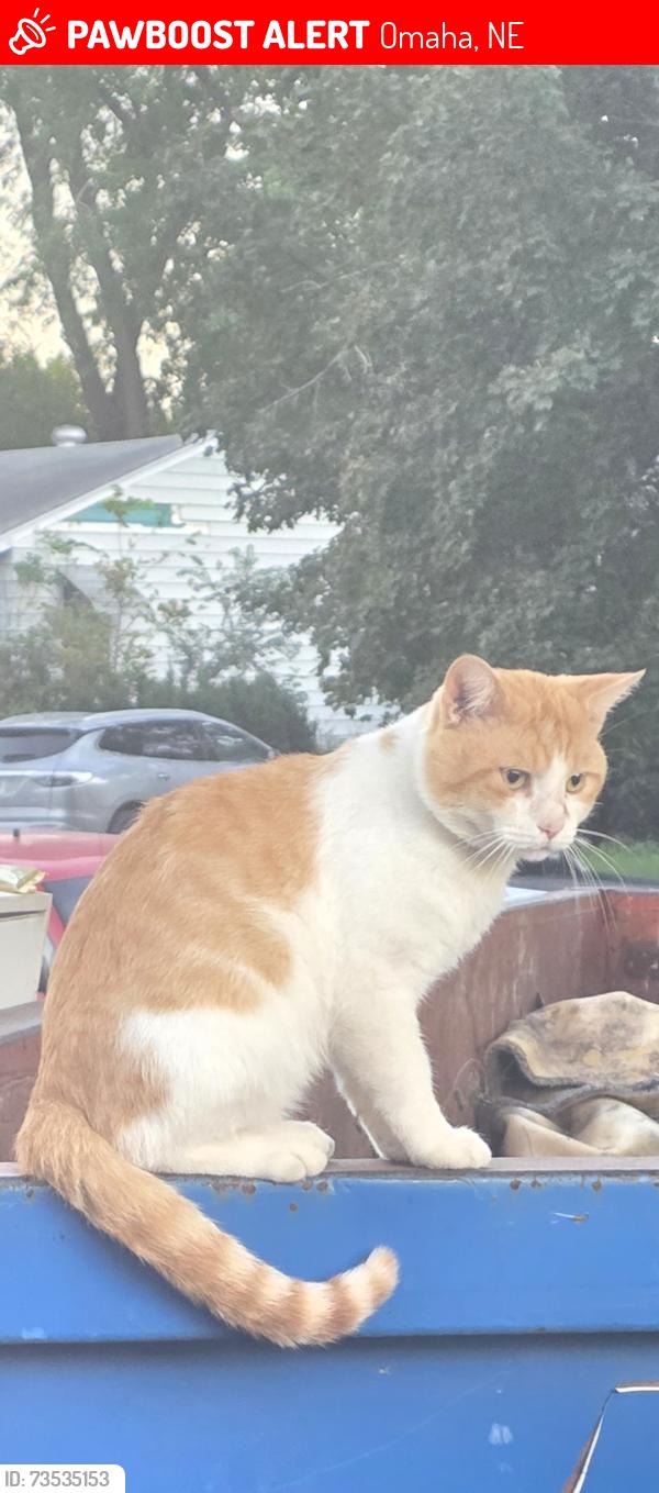 Lost Male Cat last seen 76th and Hamilton, Omaha, NE 68114