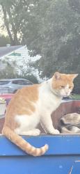 Lost Male Cat last seen 76th and Hamilton, Omaha, NE 68114