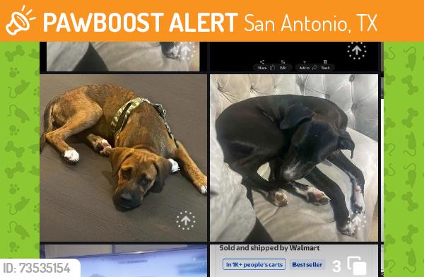 Found/Stray Unknown Dog last seen Not sure where found, San Antonio, TX 78228