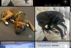 Found/Stray Unknown Dog last seen Not sure where found, San Antonio, TX 78228