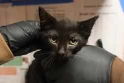 Shelter Stray Male Cat last seen WILLOW OAK CT, 127 Humane Ln, Columbia, SC 29201, USA