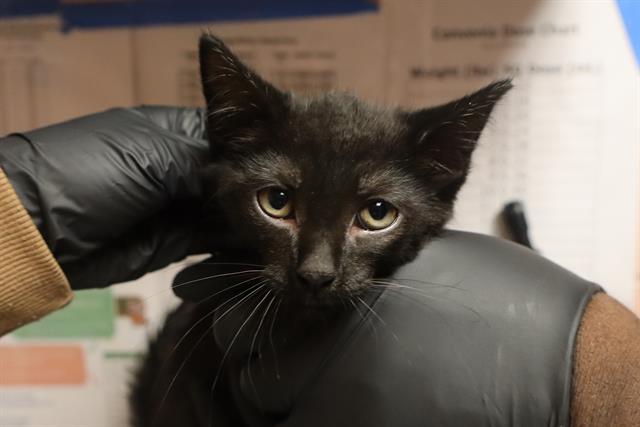 Shelter Stray Male Cat last seen WILLOW OAK CT, 127 Humane Ln, Columbia, SC 29201, USA