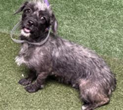 Shelter Stray Female Dog last seen , 5210 W Ave I, Lancaster, CA 93536, USA