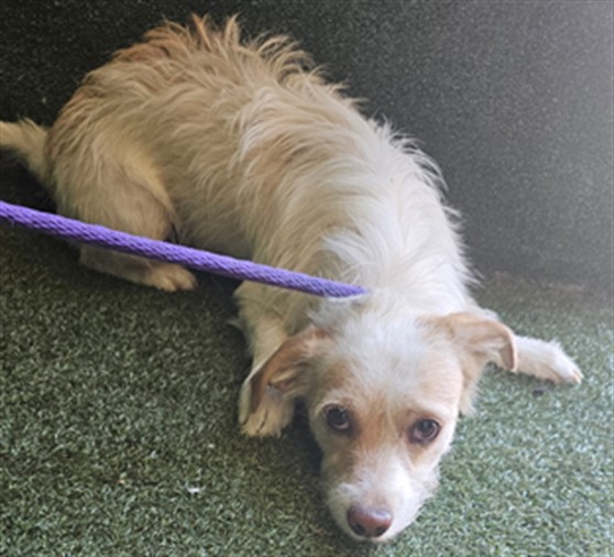 Shelter Stray Male Dog last seen , 5210 W Ave I, Lancaster, CA 93536, USA