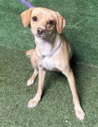 Shelter Stray Female Dog last seen , 5210 W Ave I, Lancaster, CA 93536, USA