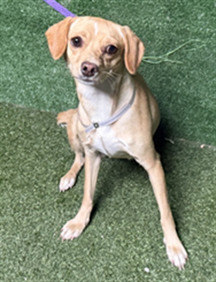 Shelter Stray Female Dog last seen , 5210 W Ave I, Lancaster, CA 93536, USA
