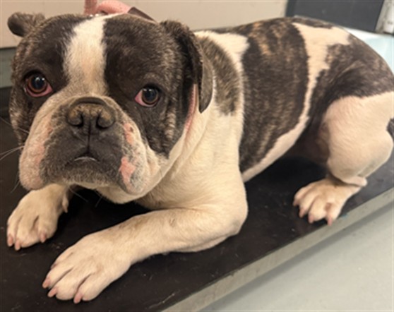 Shelter Stray Male Dog last seen , 5210 W Ave I, Lancaster, CA 93536, USA