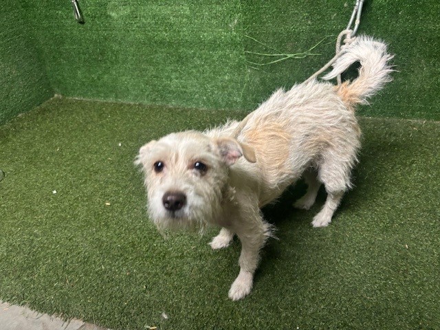 Shelter Stray Female Dog last seen , 5210 W Ave I, Lancaster, CA 93536, USA