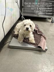 Shelter Stray Male Dog last seen Near BLOCK E SAN RAMON AVE, FRESNO CA 93710 7150, 5277 E Airways Blvd, Fresno, CA 93727, USA