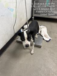 Shelter Stray Female Dog last seen Near BLOCK E CHURCH AVE, FRESNO CA 93725 1629, 5277 E Airways Blvd, Fresno, CA 93727, USA