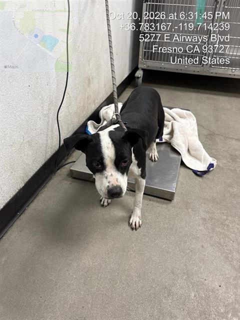 Shelter Stray Female Dog last seen Near BLOCK E CHURCH AVE, FRESNO CA 93725 1629, 5277 E Airways Blvd, Fresno, CA 93727, USA