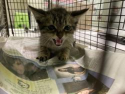 Shelter Stray Male Cat last seen , 1850 W 60th St, Los Angeles, CA 90047, USA