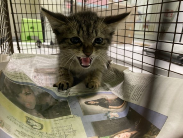 Shelter Stray Male Cat last seen , 1850 W 60th St, Los Angeles, CA 90047, USA