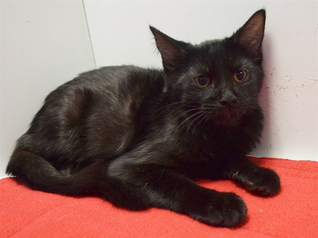 Shelter Stray Male Cat last seen SUTTER BUTTES WAY/SUNRISE GREEN DR, 95828, 3839 Bradshaw Rd, Sacramento, CA 95827, USA