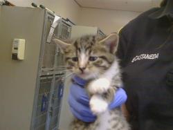Shelter Stray Male Cat last seen SUTTER BUTTES WAY/SUNRISE GREEN DR, 95828, 3839 Bradshaw Rd, Sacramento, CA 95827, USA