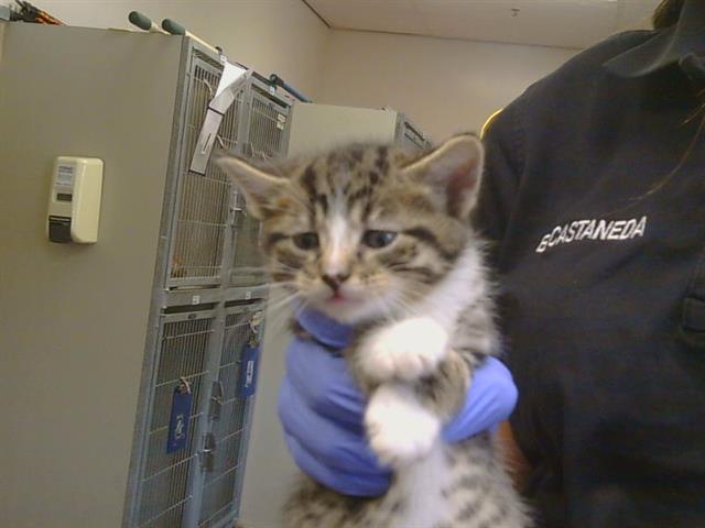 Shelter Stray Male Cat last seen SUTTER BUTTES WAY/SUNRISE GREEN DR, 95828, 3839 Bradshaw Rd, Sacramento, CA 95827, USA