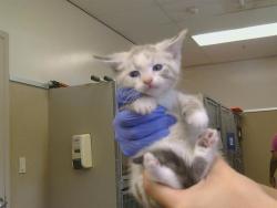 Shelter Stray Female Cat last seen SUTTER BUTTES WAY/SUNRISE GREEN DR, 95828, 3839 Bradshaw Rd, Sacramento, CA 95827, USA