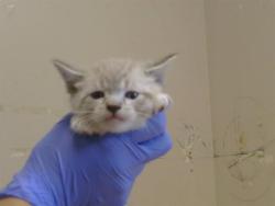 Shelter Stray Male Cat last seen SUTTER BUTTES WAY/SUNRISE GREEN DR, 95828, 3839 Bradshaw Rd, Sacramento, CA 95827, USA