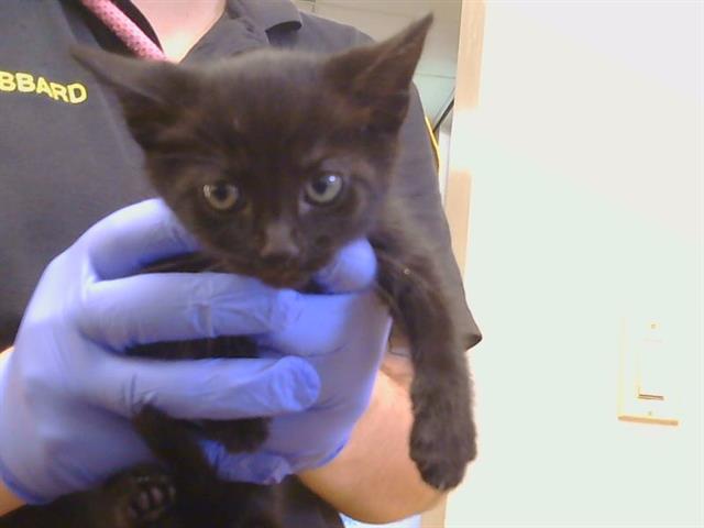 Shelter Stray Male Cat last seen GOLDENWOOD CIR/FOXWOOD CT, 95621, 3839 Bradshaw Rd, Sacramento, CA 95827, USA