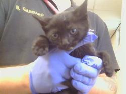 Shelter Stray Female Cat last seen GOLDENWOOD CIR/FOXWOOD CT, 95621, 3839 Bradshaw Rd, Sacramento, CA 95827, USA
