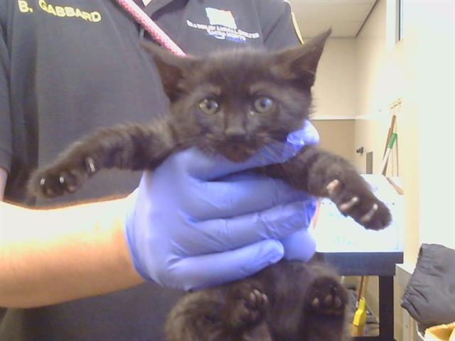 Shelter Stray Female Cat last seen GOLDENWOOD CIR/FOXWOOD CT, 95621, 3839 Bradshaw Rd, Sacramento, CA 95827, USA
