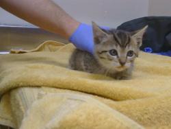 Shelter Stray Male Cat last seen GOLDENWOOD CIR/FOXWOOD CT, 95621, 3839 Bradshaw Rd, Sacramento, CA 95827, USA