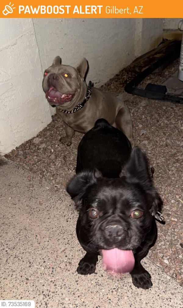 Found/Stray Male Dog last seen Rock Harbor Drive and South Islanda, Gilbert, AZ 85233