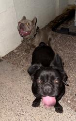 Found/Stray Male Dog last seen Rock Harbor Drive and South Islanda, Gilbert, AZ 85233