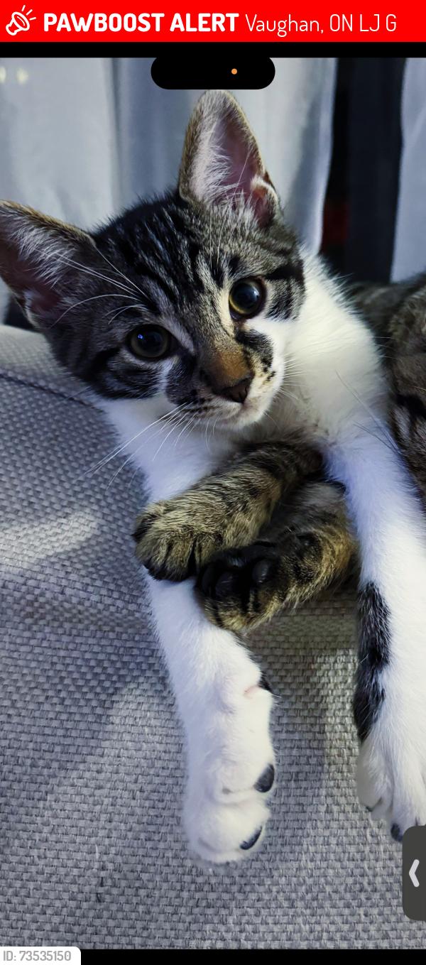 Lost Male Cat last seen Vaughn secondary, Vaughan, ON L4J 6G5