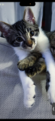 Lost Male Cat last seen Vaughn secondary, Vaughan, ON L4J 6G5