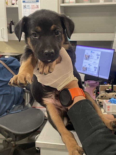 Shelter Stray Male Dog last seen Near BLOCK MEADOW GROVE ST, HEMET CA 92544, 581 S Grand Ave, San Jacinto, CA 92582, USA
