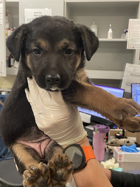 Shelter Stray Female Dog last seen Near BLOCK MEADOW GROVE ST, HEMET CA 92544, 581 S Grand Ave, San Jacinto, CA 92582, USA