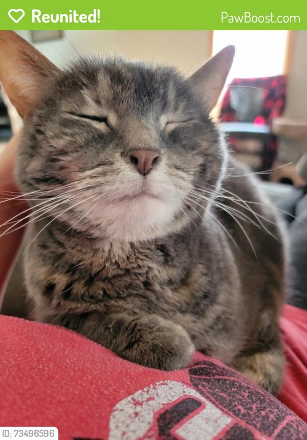Reunited Female Cat last seen near perkins and the neighborhood behind it, Elk River, MN 55330