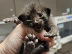 Shelter Stray Female Cat last seen , 14409 Vanowen St, Van Nuys, CA 91405, USA