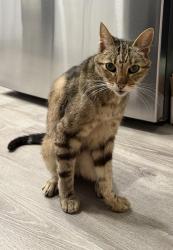 Found/Stray Female Cat last seen Beach, San Diego, CA 92109