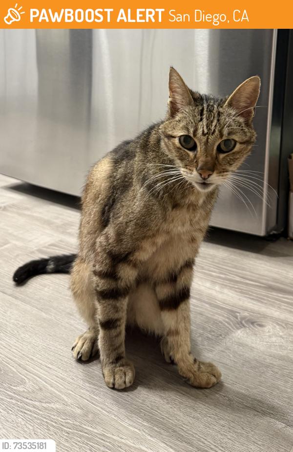 Found/Stray Female Cat last seen Beach, San Diego, CA 92109