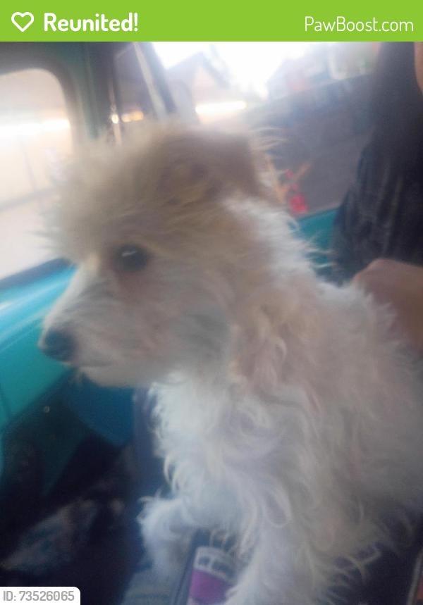 Reunited Female Dog last seen 72nd crystal springs, Portland, OR 97206